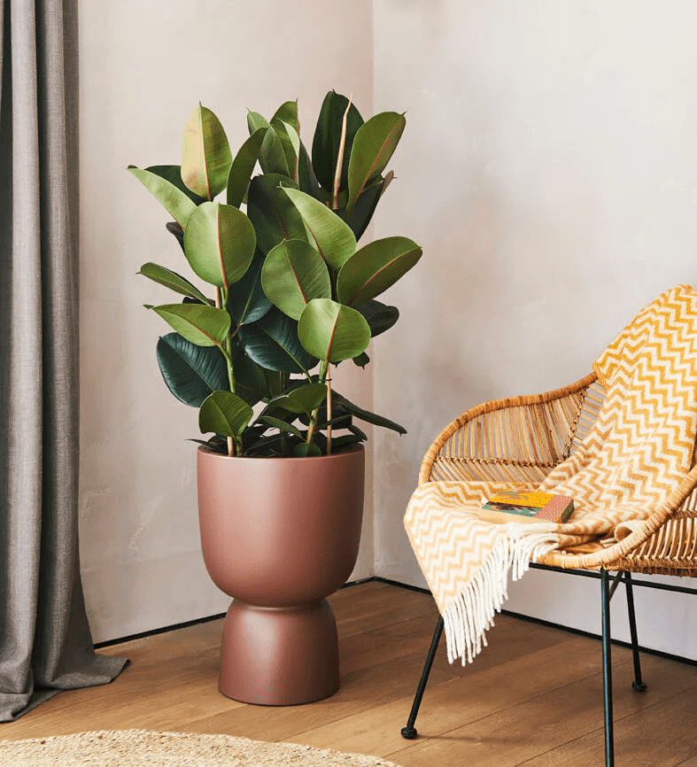 Top 10 Houseplants for Interior Design: Bringing the Outdoors&nbsp;In