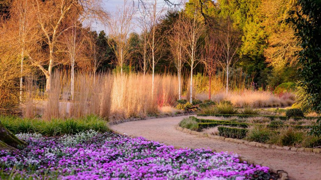 Top Ten Plants for UK Gardens to Brighten Your&nbsp;Winter